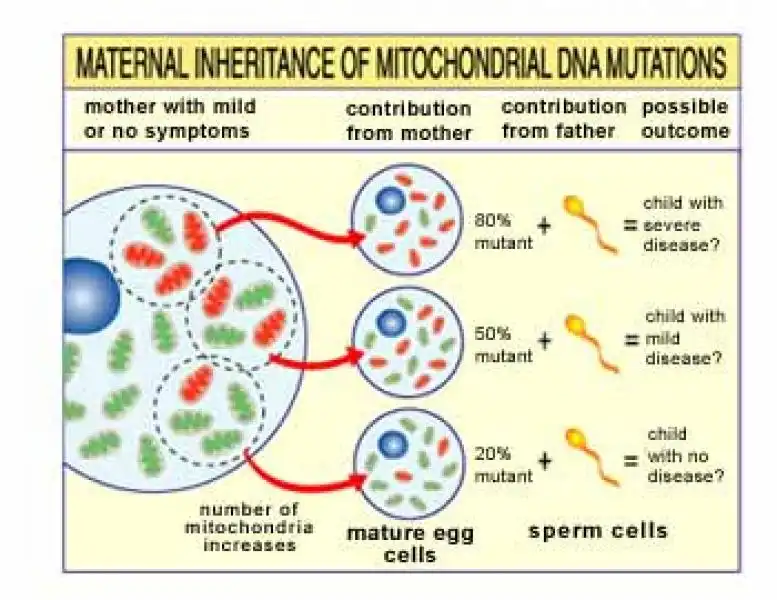 MALATTIE DEI MITOCONDRI 