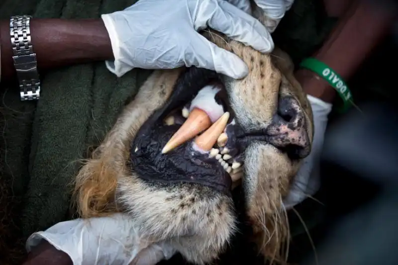 Misurazione dei canini di un leone in Kenya 