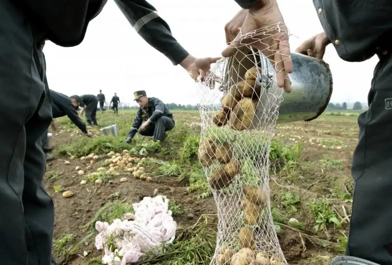 I soldati ricevono parte del raccolto che coltivano 