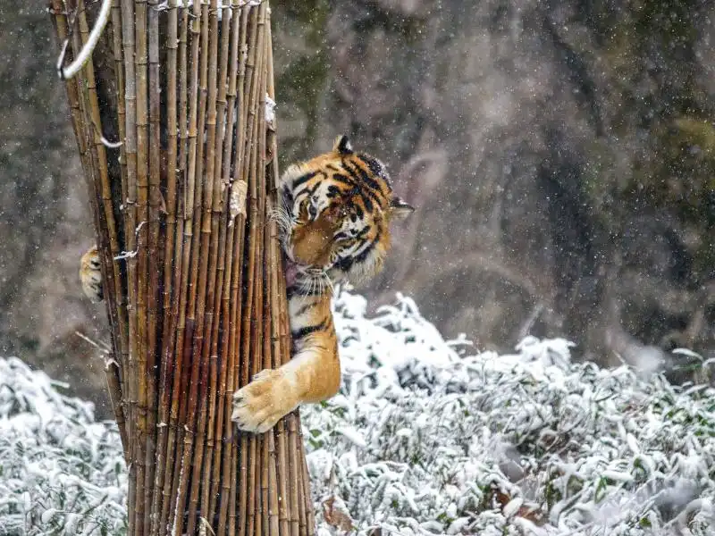 La tigre e la neve a Hangzhou 