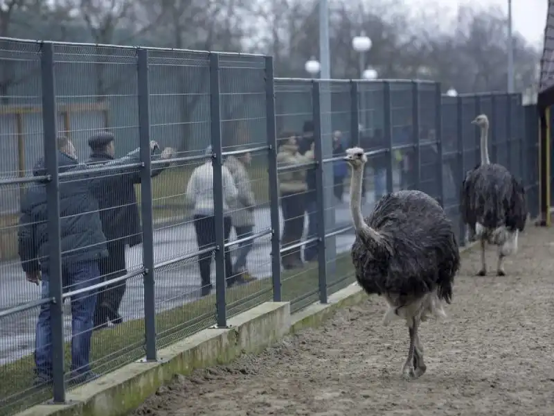 Yanukovich aveva uno zoo 