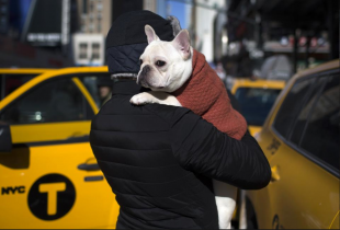 french bulldog a new york