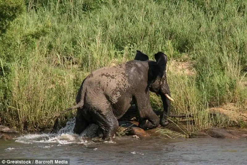 il coccodrillo e l'elefante 1