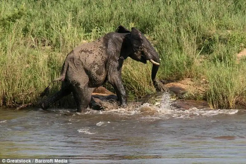 il coccodrillo e l'elefante 5