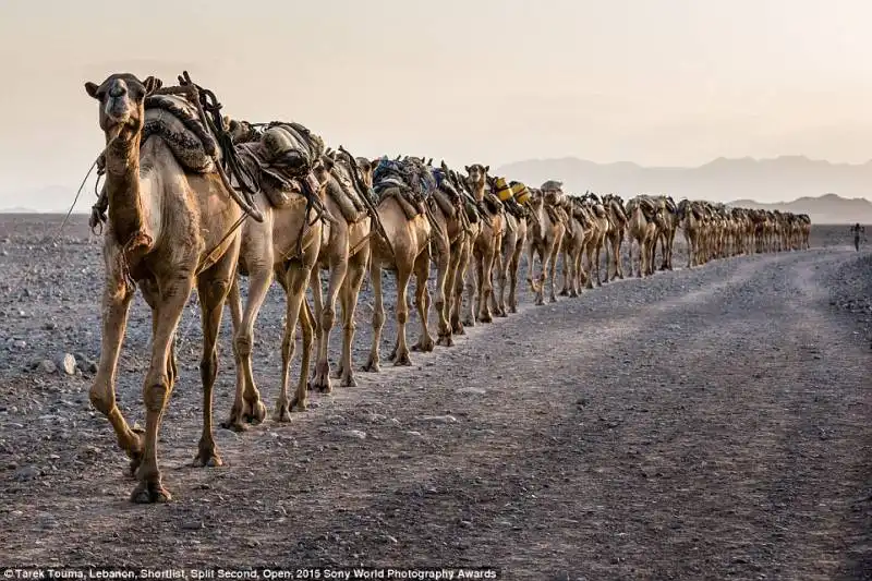 le finaliste al sony world photography awards 14