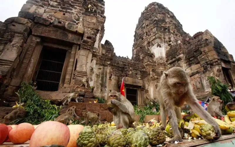 monkey buffet festival (thailand)