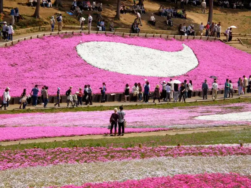  the fuji shibazakura festival (japan) 2