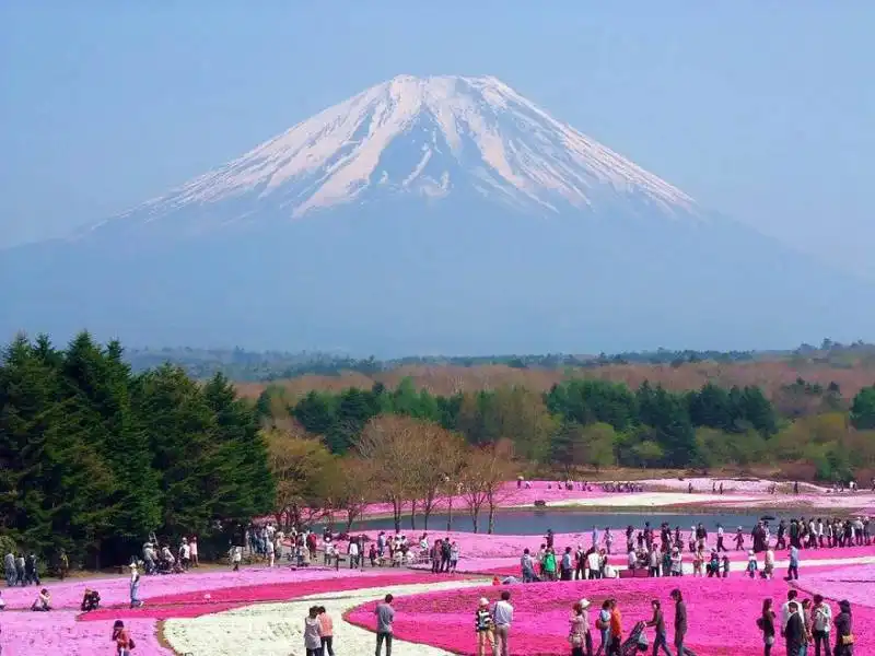 the fuji shibazakura festival (japan)