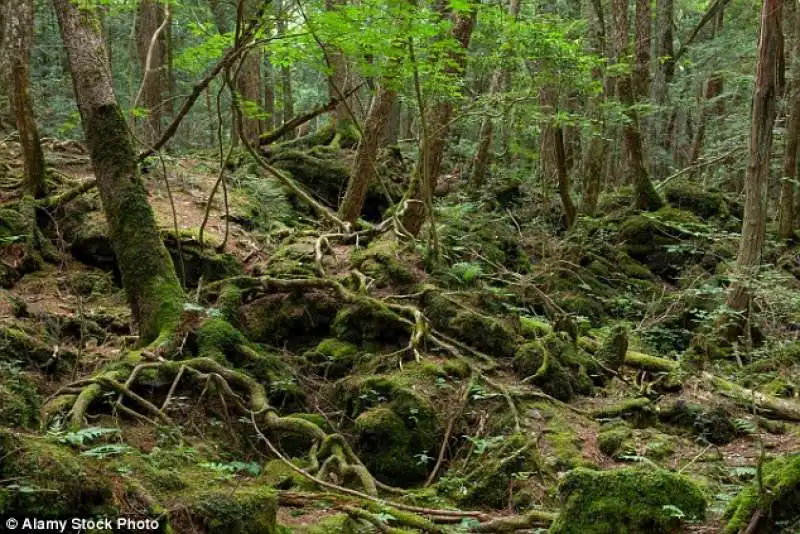 aokigahara forest