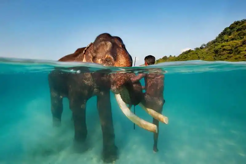 elefante in acqua