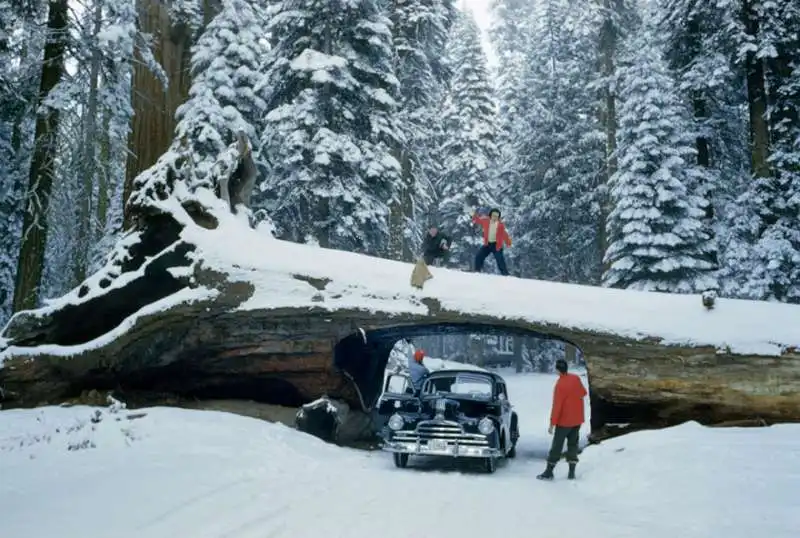 sequoia national forest 1951