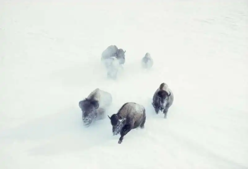 yellowstone national park 1967