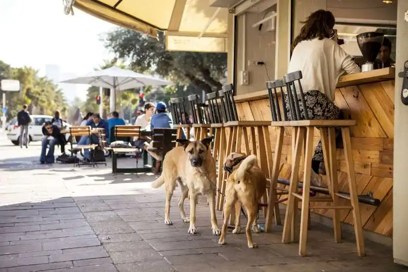 CANI A TEL AVIV    