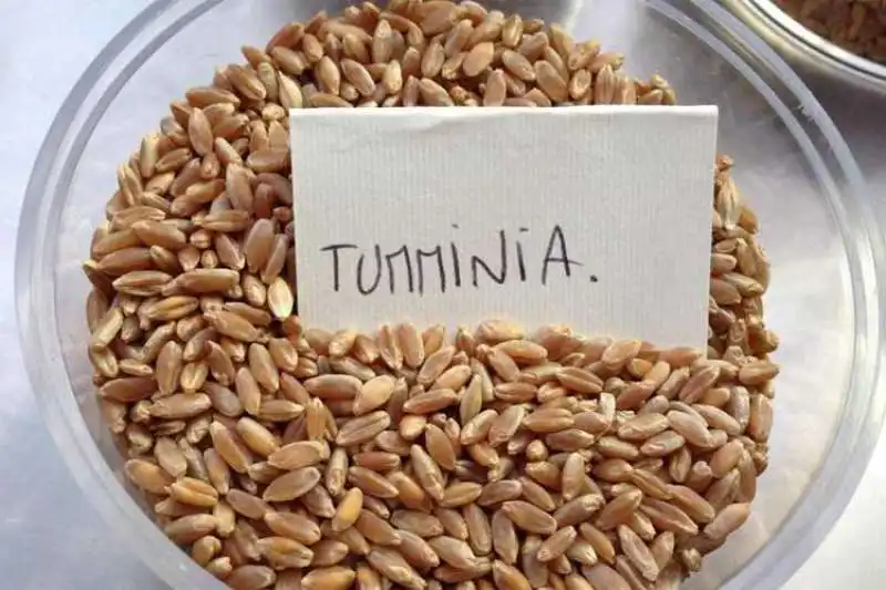 Grano Tumminia