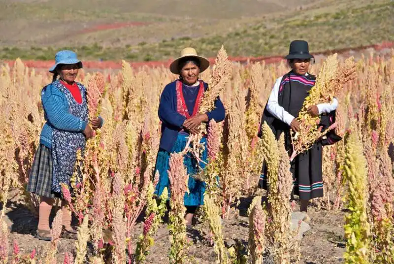 QUINOA