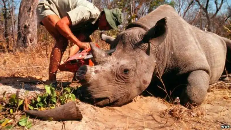 RINOCERONTE UCCISO IN SUDAFRICA    