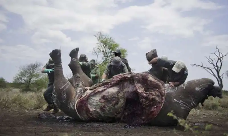 RINOCERONTE UCCISO IN SUDAFRICA   