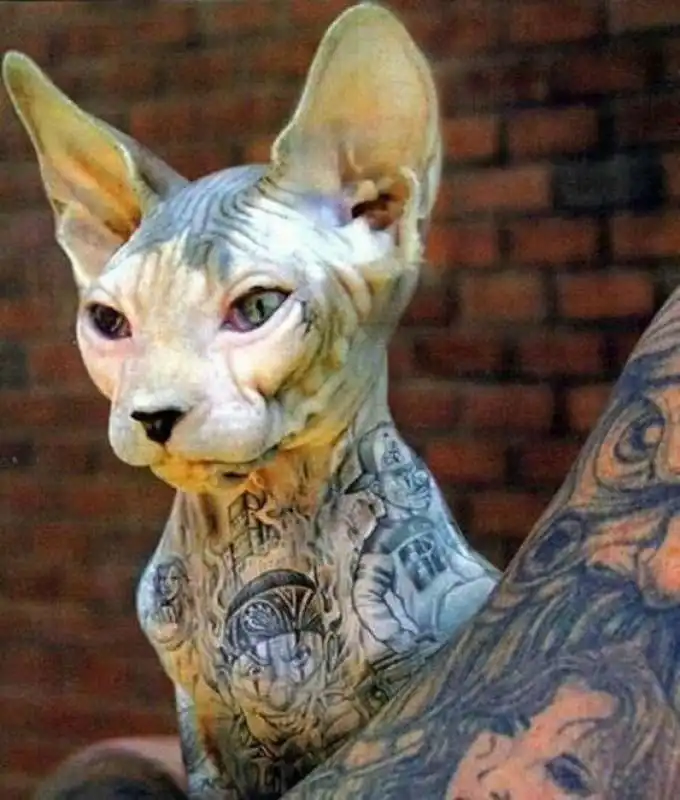 sphynx supertatuato