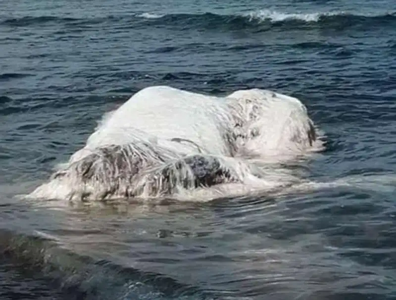 strana bestia trovata nelle filippine