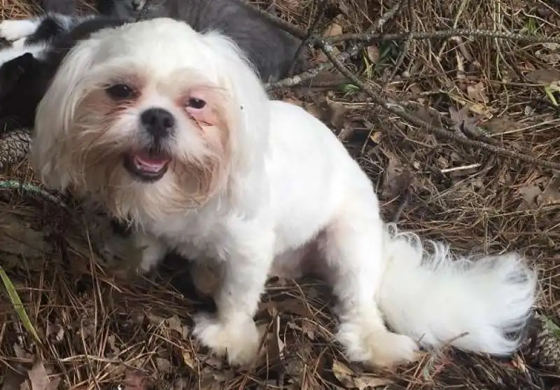 il cane come falkor della storia infinita