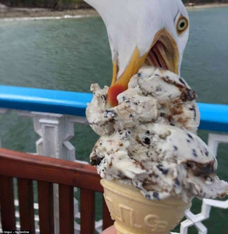 il gabbiano ruba un assaggio di gelato