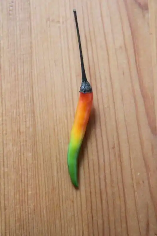 peperoncino arcobaleno