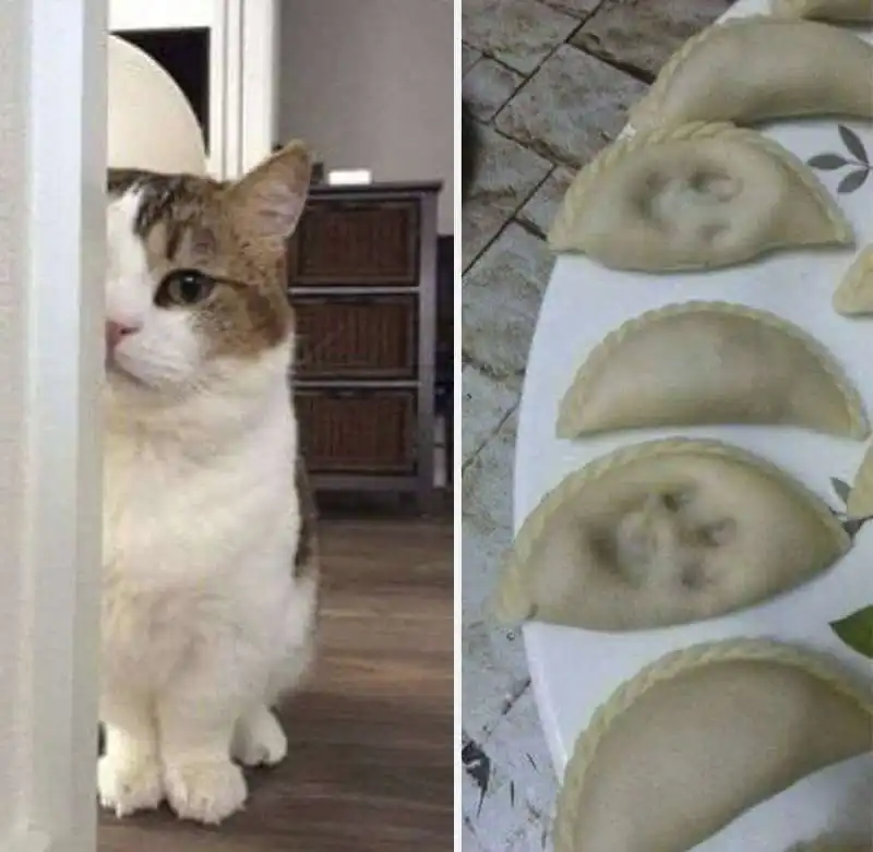 ravioli gatti