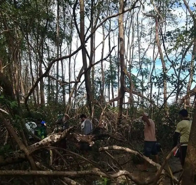 balena nella foresta in brasile 5