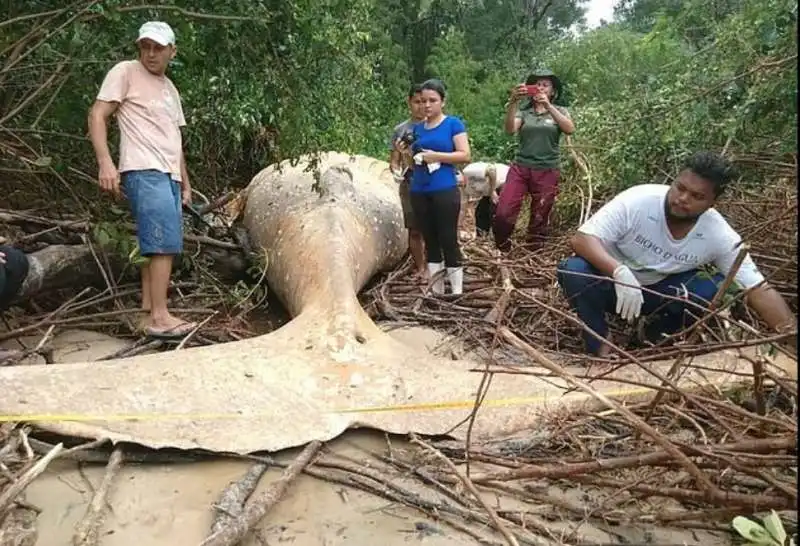 balena nella foresta in brasile 7