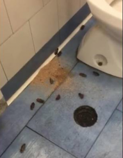 blatte ospedali napoli