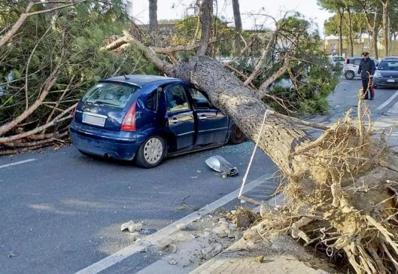 vento albero