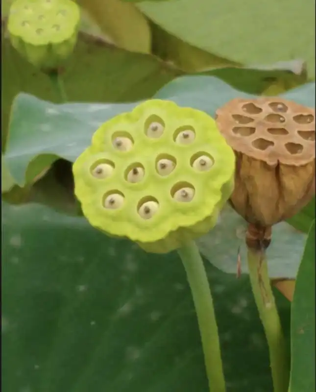 water lily seed 5