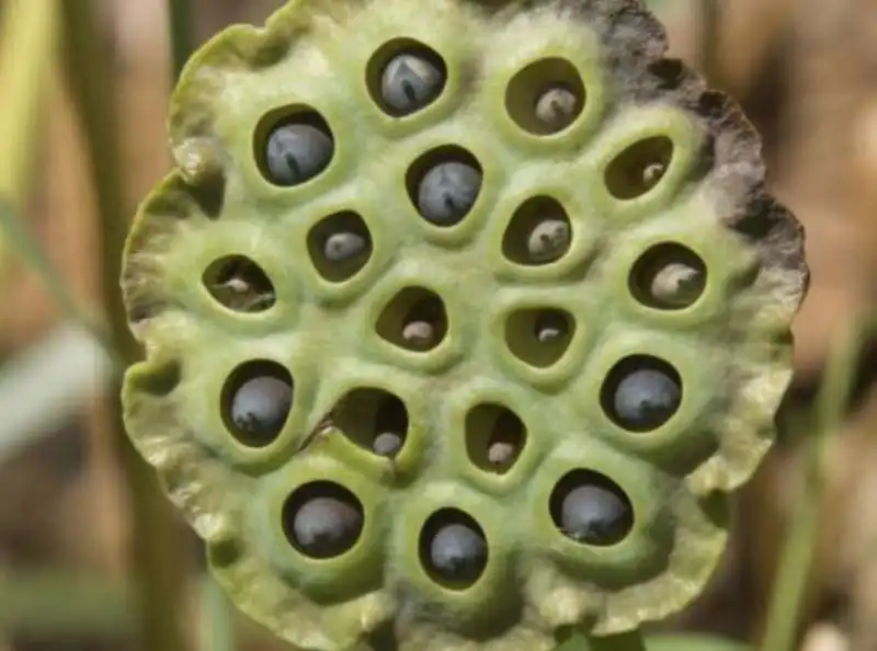 water lily seed 6