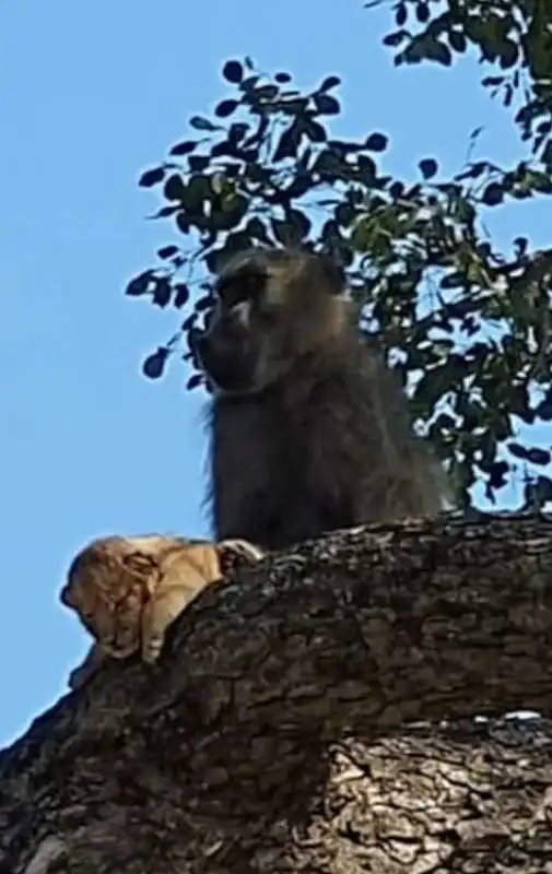 babbuino e cucciolo di leone 4