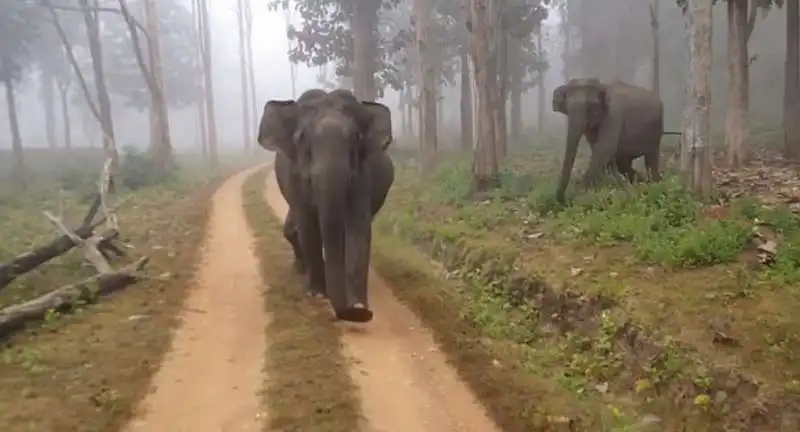 elefante carica turisti 3