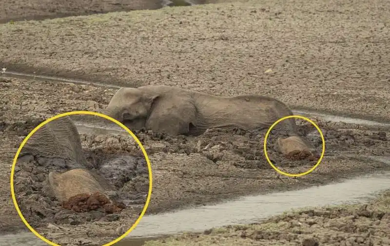 iene si mangiano un piccolo elefante 10