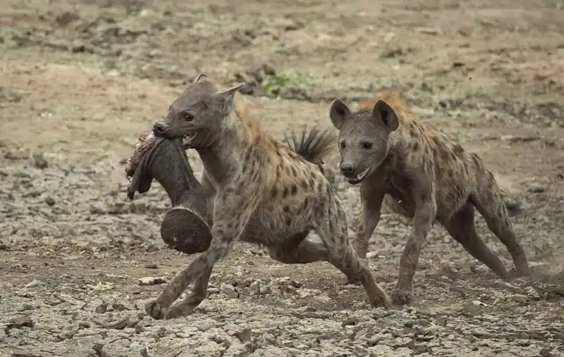 iene si mangiano un piccolo elefante 6