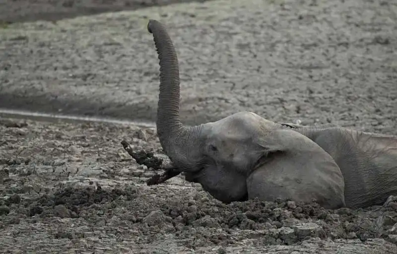 iene si mangiano un piccolo elefante 7