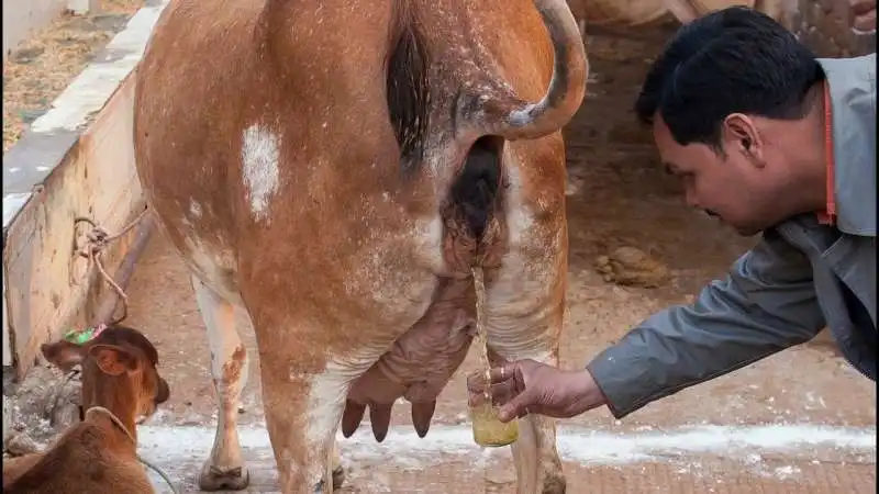 indiani bevono la pipi' della mucca 1