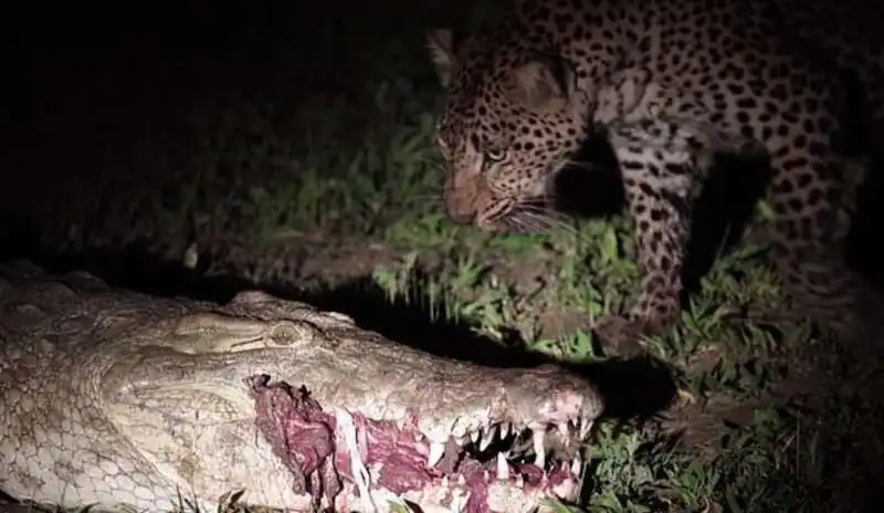 leopardo ruba cibo a un coccodrillo 1