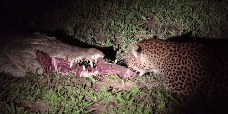 leopardo ruba cibo a un coccodrillo 3