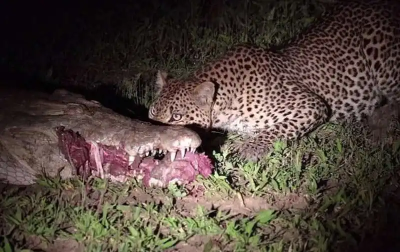 leopardo ruba cibo a un coccodrillo 5