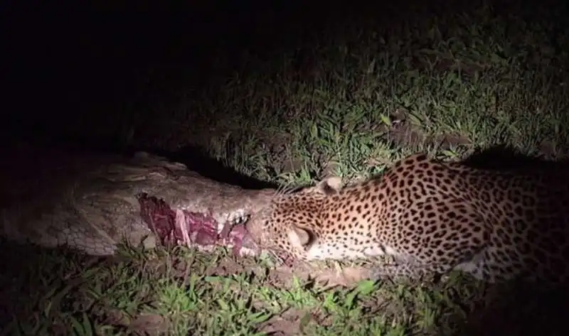 leopardo ruba cibo a un coccodrillo 6