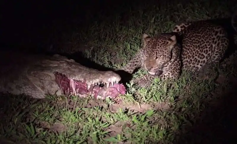 leopardo ruba cibo a un coccodrillo 7