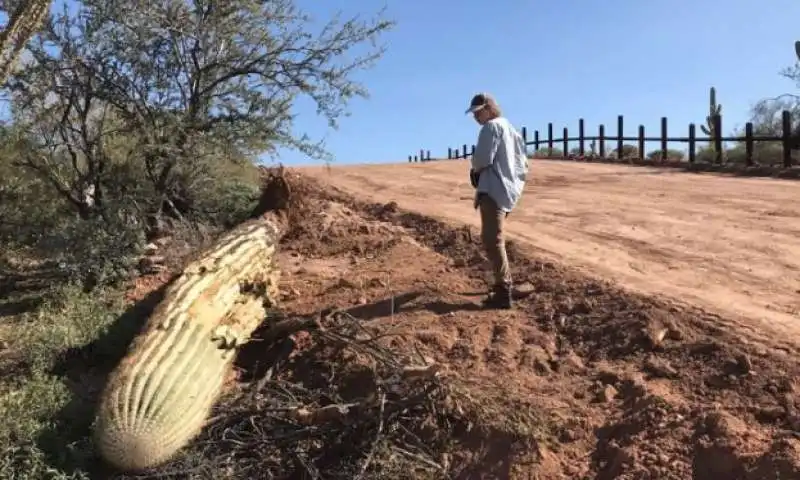 organ pipe cactus national monument 3