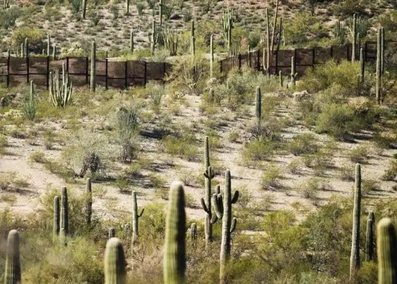 organ pipe cactus national monument 6