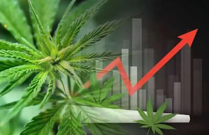 cannabis stocks 