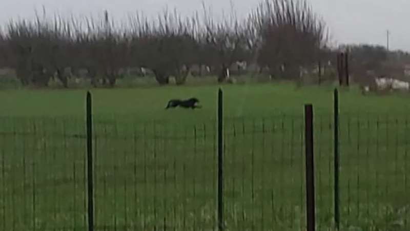 PANTERA AVVISTATA AD ACQUAVIVA DELLE FONTI IN PROVINCIA DI BARI