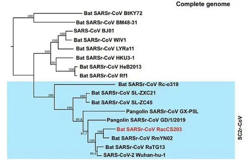 sars cov raccs203