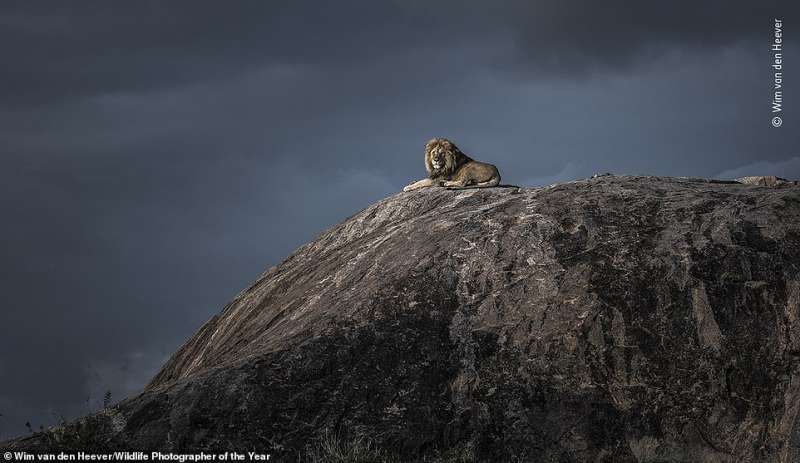 wildlife photographer of the year 1